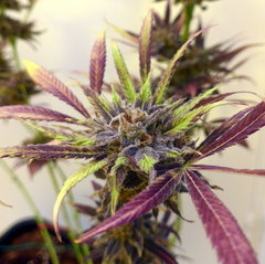 K13 Haze #2 f+78 (4).JPG