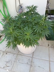 La Marquise #1