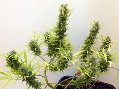 K13 Haze #1 f+78 (3).JPG