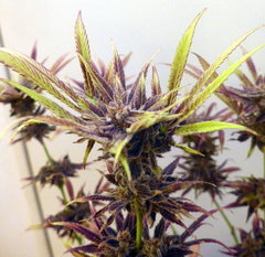 K13 Haze #2 f+78 (3).JPG