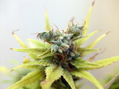 K13 Haze #1 f+78 (2).JPG