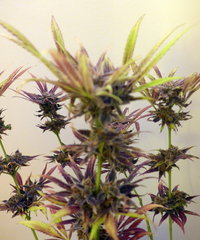 K13 Haze #2 f+78 (2).JPG