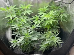 Plantes mères