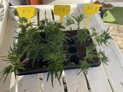 Freakshow Clones