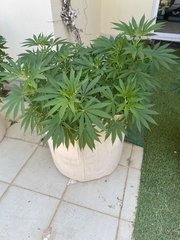La Marquise #4
