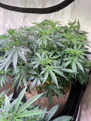 CBD7FC4E-14ED-4905-A718-4F6A5E5D54BB.jpeg