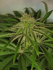 Peyote purple