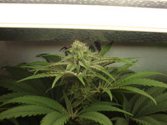 Peyote purple