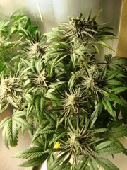 peyote purple