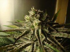peyote purple