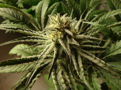 peyote purple