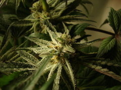 peyote purple