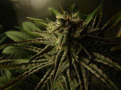 peyote purple
