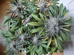 peyote purple