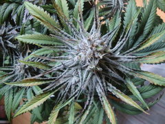 peyote purple