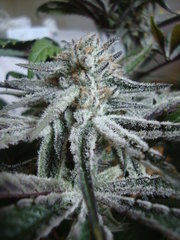 peyote purple