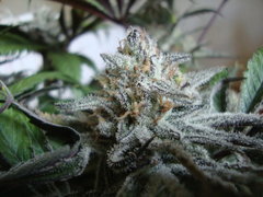 peyote purple