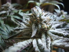 peyote purple
