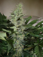 black bomb