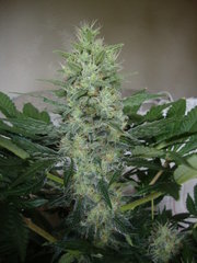 black bomb