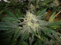 black bomb