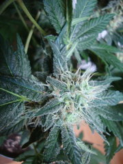 black bomb