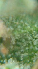 DSC_0533.JPG