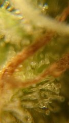 DSC_0556.JPG
