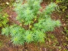 IMG_20210706_175825.jpg