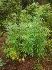 IMG_20210706_175844.jpg