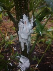 IMG_20210706_182012.jpg