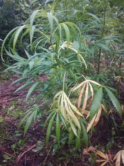 IMG_20210706_182237.jpg