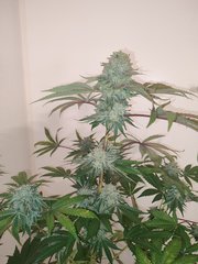 IMG_20210709_181848.jpg