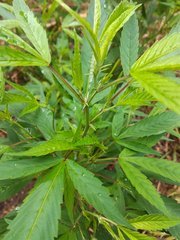 IMG_20210710_103846.jpg