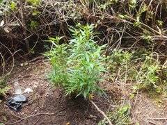 IMG_20210710_115145.jpg