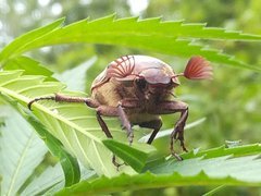 IMG_20210710_115349.jpg