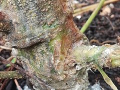 IMG_20210711_124149.jpg