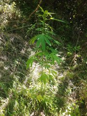 IMG_20210717_102155.jpg