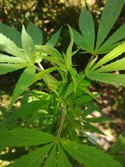 IMG_20210717_102225.jpg