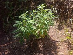 IMG_20210717_102420.jpg
