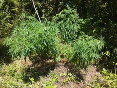 IMG_20210717_102825_1.jpg
