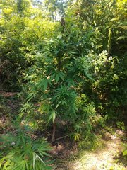 IMG_20210717_103206.jpg