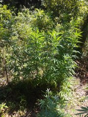 IMG_20210717_103700.jpg