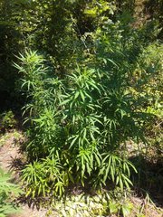 IMG_20210717_103712.jpg
