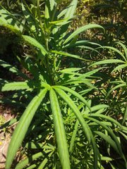 IMG_20210717_103735.jpg
