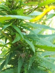 IMG_20210717_104134.jpg