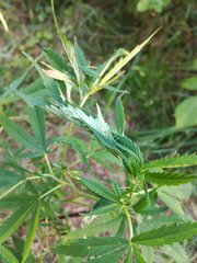 IMG_20210723_172521.jpg
