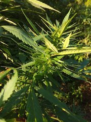 IMG_20210723_172559.jpg