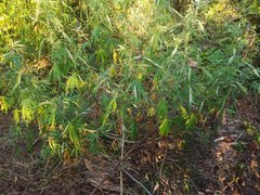 IMG_20210723_172727.jpg