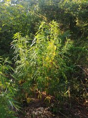 IMG_20210723_172747.jpg